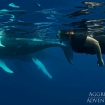 Snorkelling with humpbacks