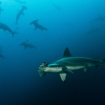 Hammerheads in Galapagos Islands