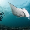 Diving with mantas and Emperor Liveaboards