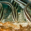 Striped catfish in Cebu