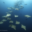 Mobula rays in Galapagos