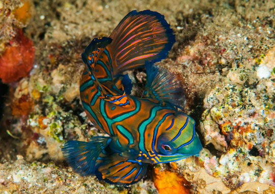 diving with mandarinfish dive