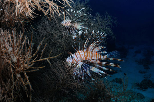 diving with lionfish dive