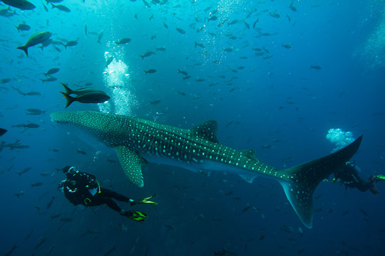 Best Dive Islands In The World Best Dive Islands In The World