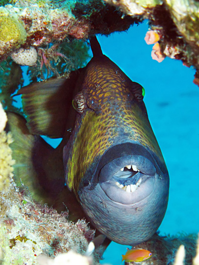 diving with titan triggerfish