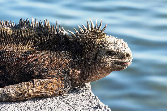 Adventure Life Tours Galapagos Adventure Life Tours Galapagos