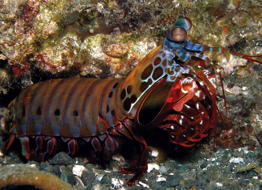 scuba diving in cairns