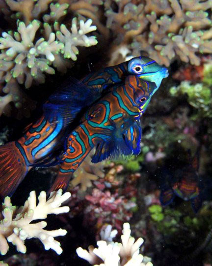 diving with mandarinfish dive