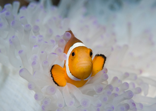 diving with clownfish dive