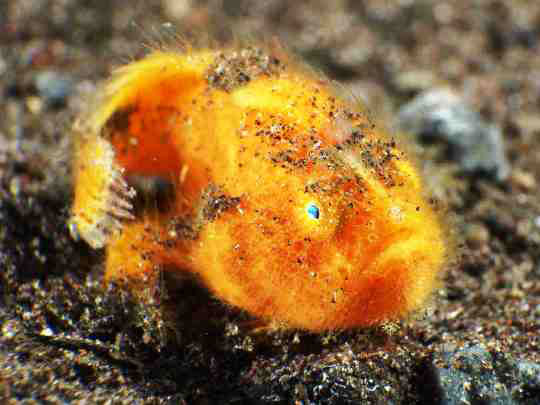 Diving With Frogfish Dive The World Creature Features