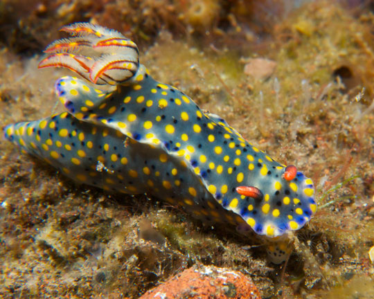 diving with nudibranchs dive