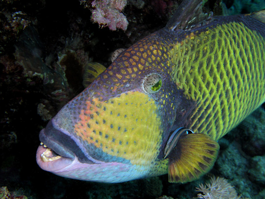 diving with titan triggerfish
