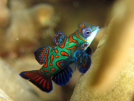 diving with mandarinfish dive