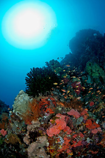 Diving in Ambon, Indonesia  Dive The World Vacations