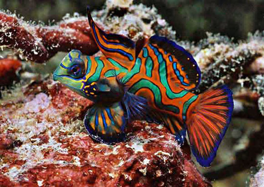 diving with mandarinfish dive