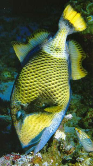 diving with titan triggerfish
