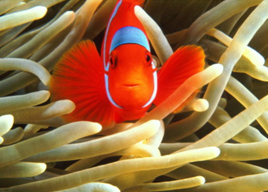 diving with clownfish dive