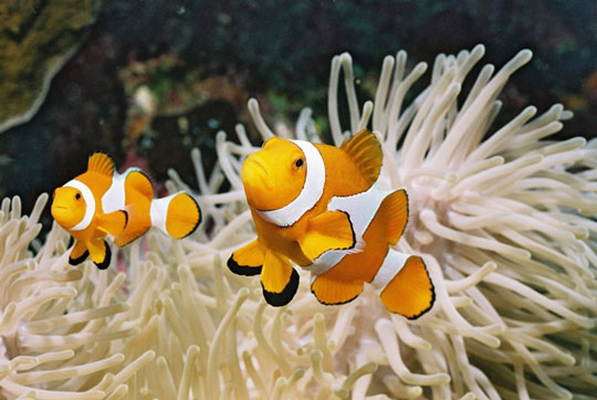 diving with clownfish dive