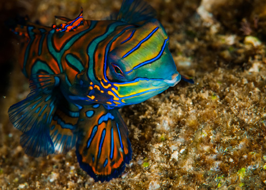 diving with mandarinfish dive