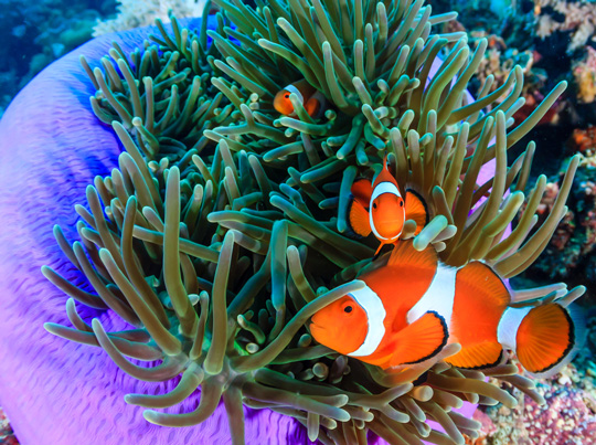 diving with clownfish dive