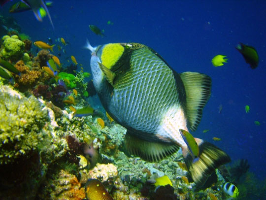 diving with titan triggerfish