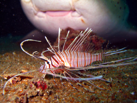 diving with lionfish dive