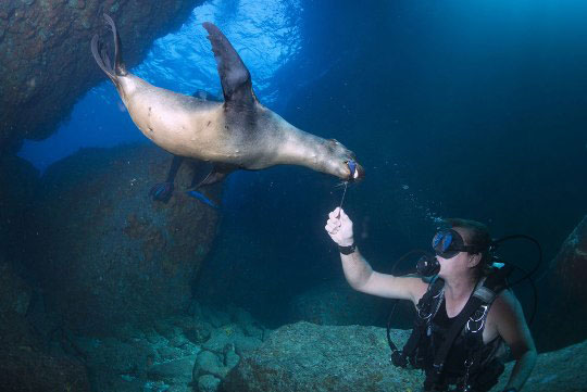 Snorkaling Tours Channel Islands Snorkaling Tours Channel Islands