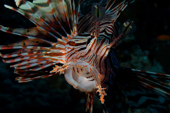 diving with lionfish dive