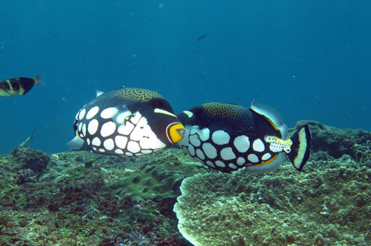 diving with clown triggerfish dive the world creature features