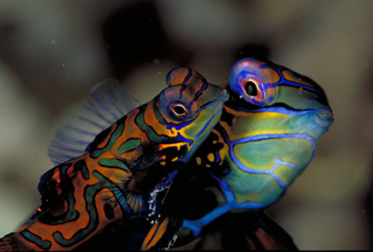 diving with mandarinfish dive
