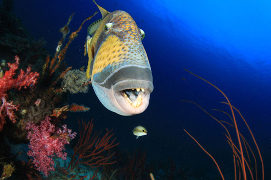 diving in southern atolls