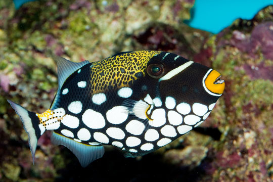 diving in southern atolls