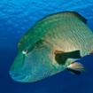 Napoleon wrasse can be found in Egypt and Sudan