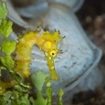 A profile of a juvenile from Alor, Eastern Indonesia