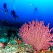 A large seafan at Thailand's Hin Daeng