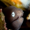 A whiteeyed moray eel at Racha Yai