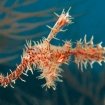 A pipefish from the Maldives
