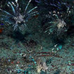 Lionfish (Pterois lunulata) - Komodo Island