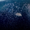 A hunting giant trevally in Lembongan Island, Bali, Indonesia