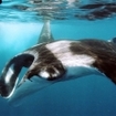 Manta alfredi at Sangalaki, Indonesia