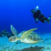 Scuba diver with turtle in Tadjoura