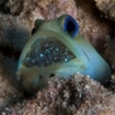 A jawfish with eggs at Long Caye