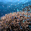 A fnger coral bursts with life at Milln Reef