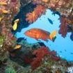 A coral grouper at Giftun Island