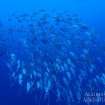 A school of jacks in the Striats of Tiran
