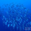 A school of jacks in the Striats of Tiran