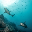 Galapagos sharks