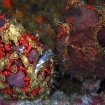 twin frogfish in Cebu