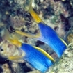 Ribbon morays in Malaysia