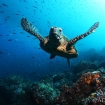 Sea turtles are common throughout the islands